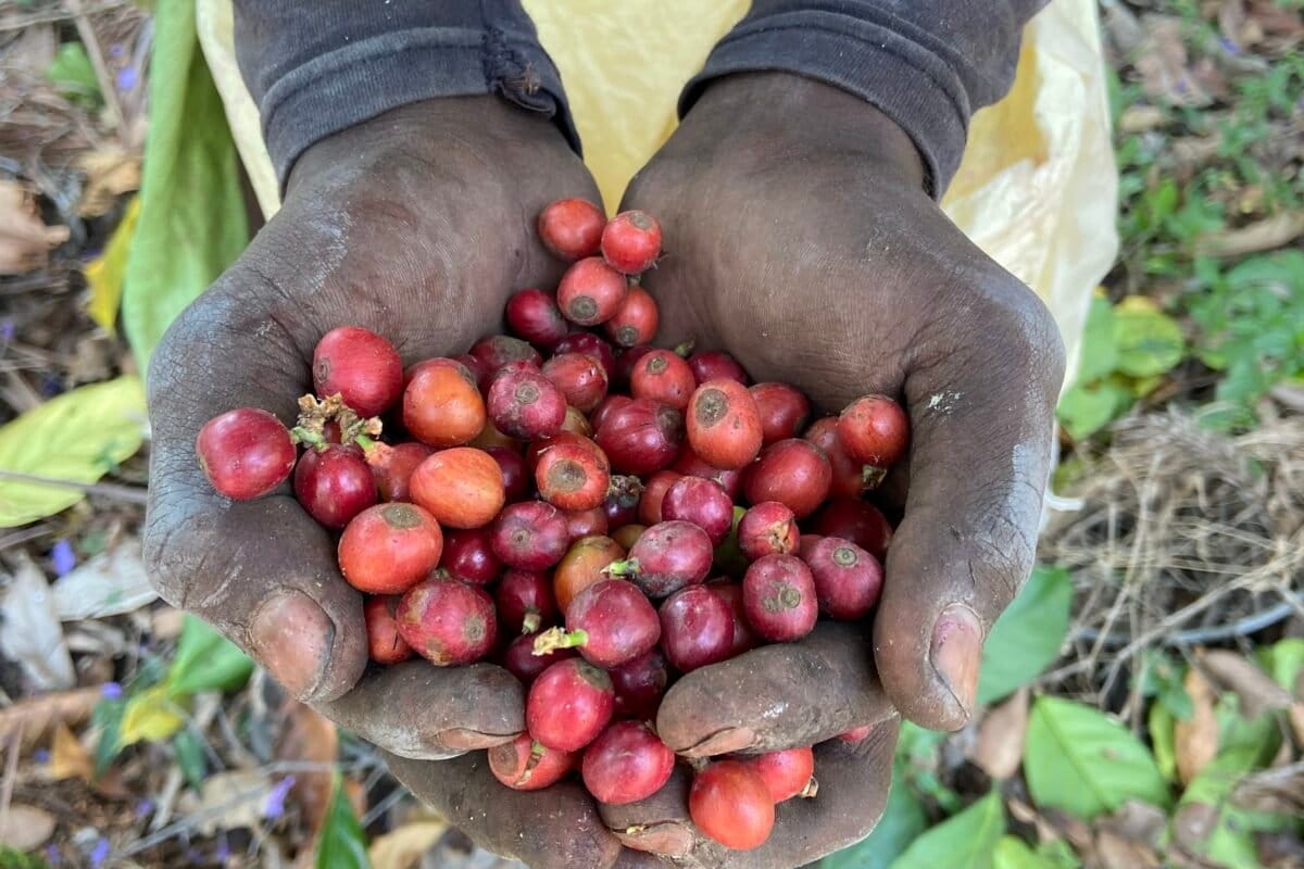 Ripe red Excelsa coffee cherries growing on trees at heritage estate in Karnataka, India