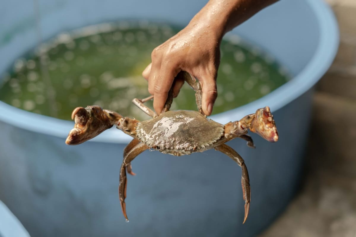 Indonesian Fishers Restore Crabs and Mangroves Together - Image 3