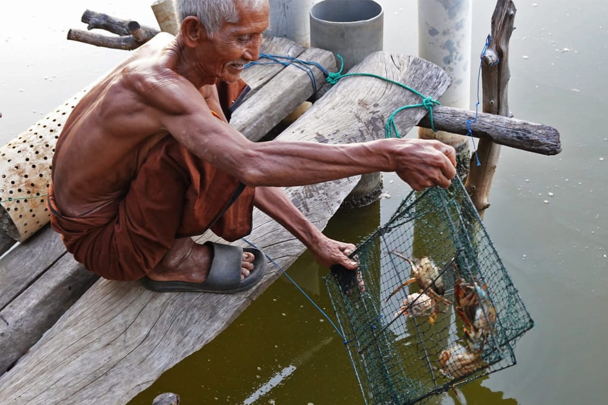 Indonesian Fishers Restore Crabs and Mangroves Together - Image 4