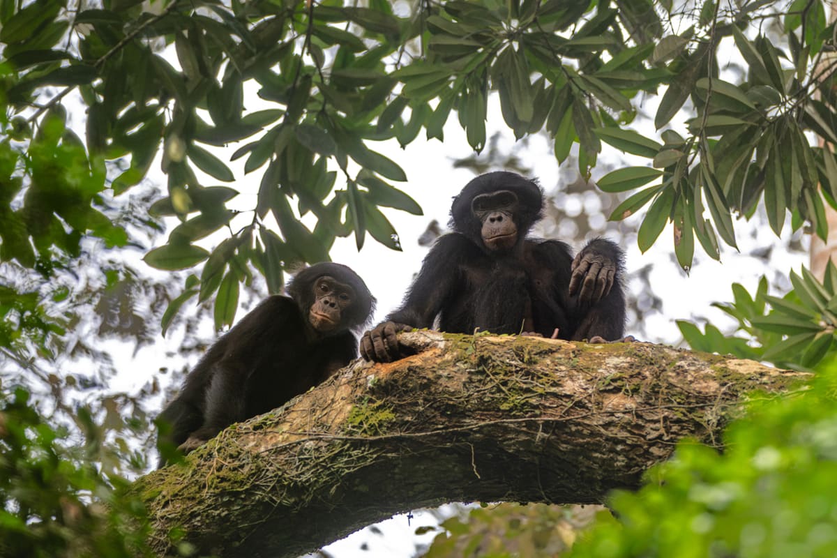 Wild bonobo sitting in rainforest canopy observing researchers in Salonga National Park Congo