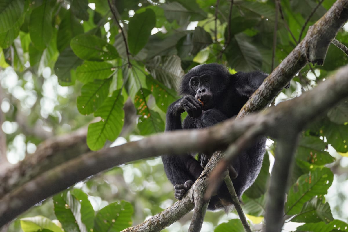 Wild Bonobos in Congo Are Learning to Trust Humans Again - Image 3