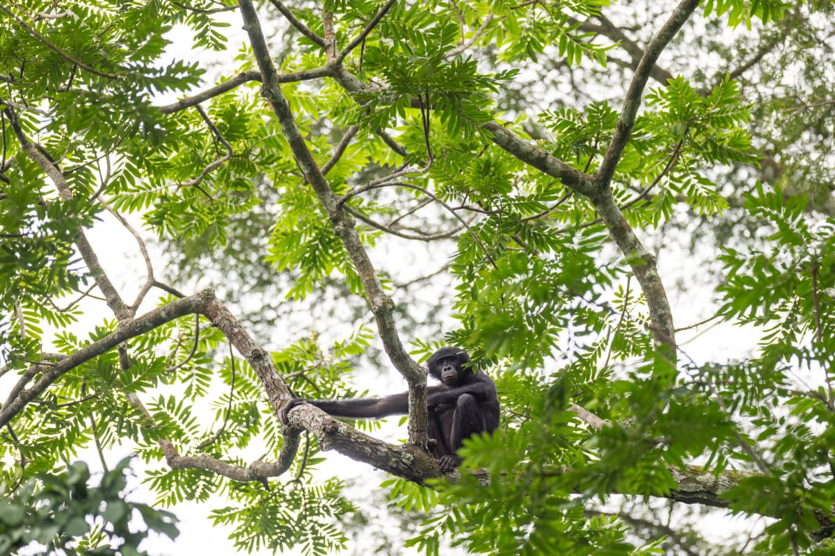 Wild Bonobos in Congo Are Learning to Trust Humans Again - Image 4