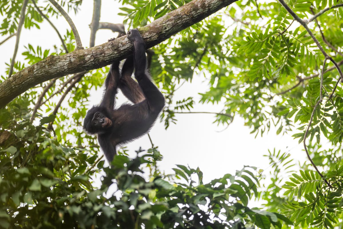 Wild Bonobos in Congo Are Learning to Trust Humans Again - Image 5