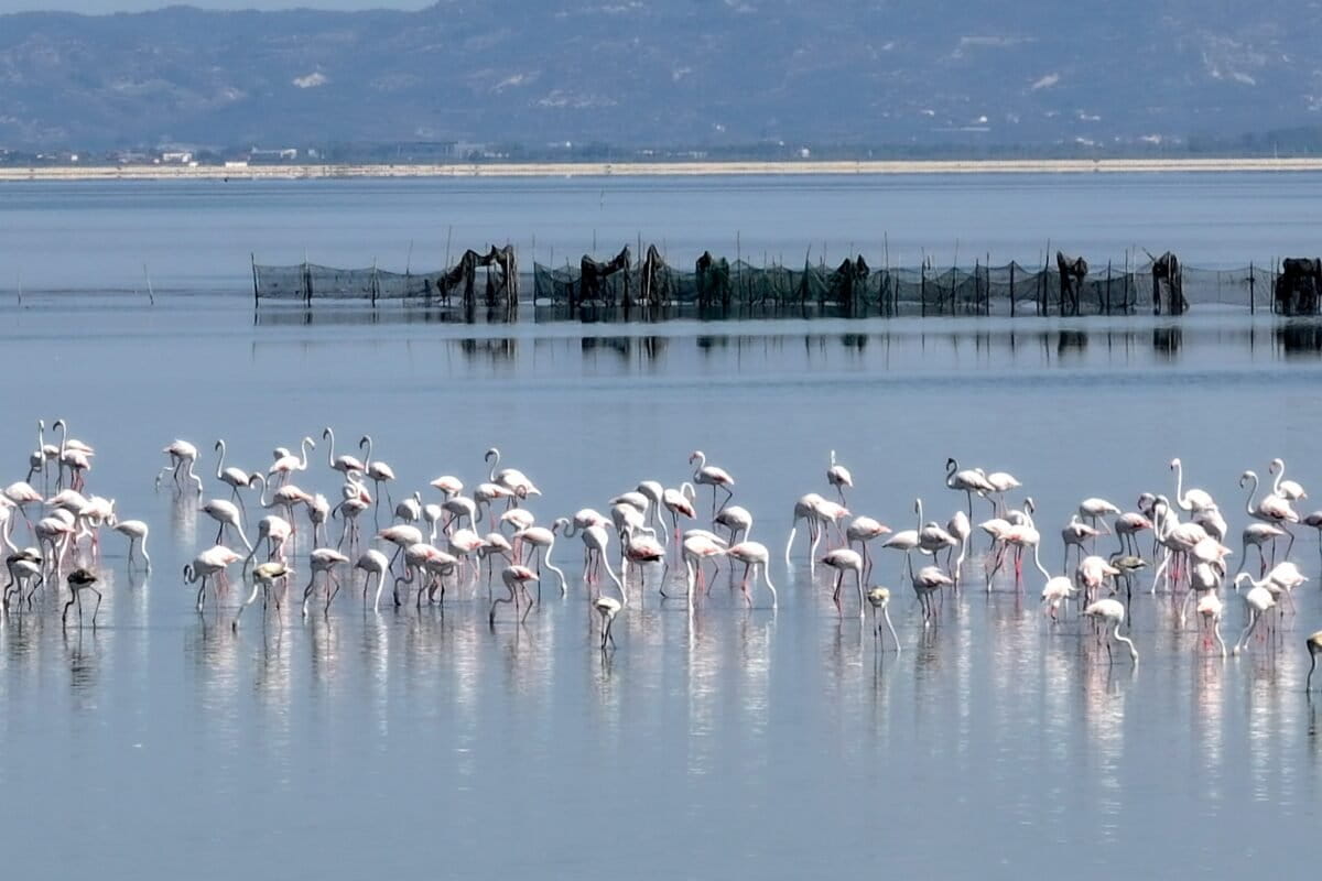 Albania's 'Flamingo Revolution' Halts Delta Development - Image 2
