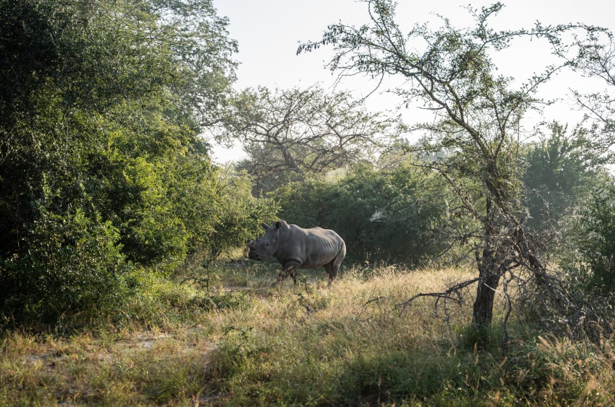 Mozambique Welcomes White Rhinos After Decades of Extinction