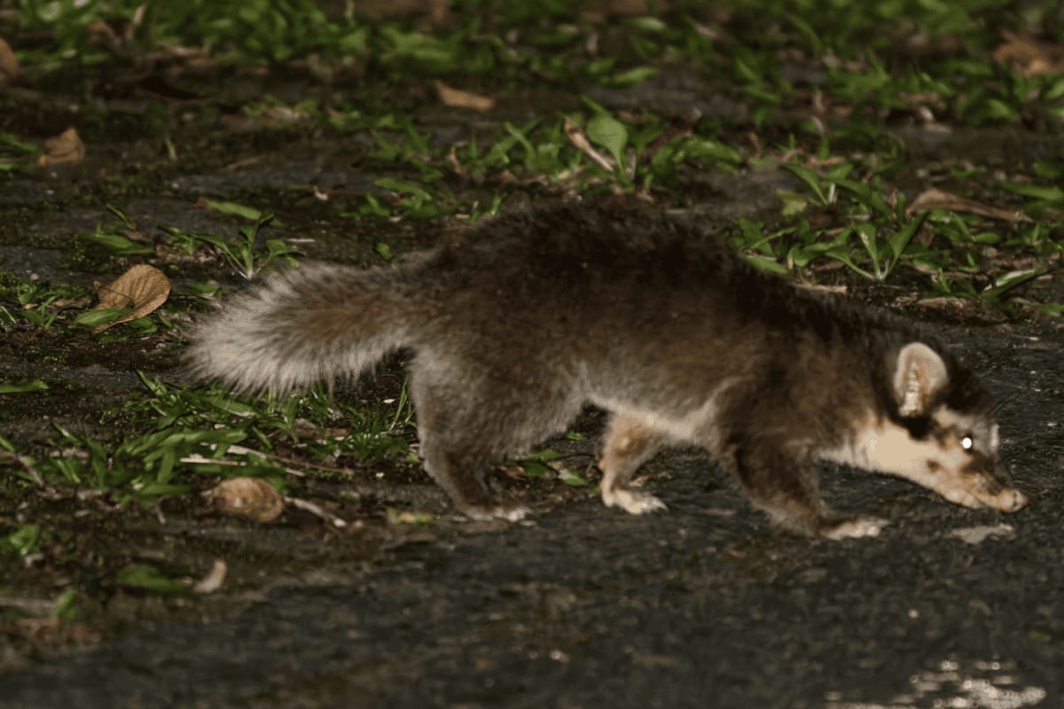 Small Bornean ferret badger with distinctive black and white face mask in forest habitat