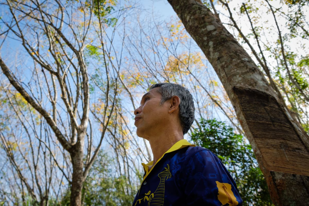 Thailand's Rubber Farmers Get Help Meeting Green Standards