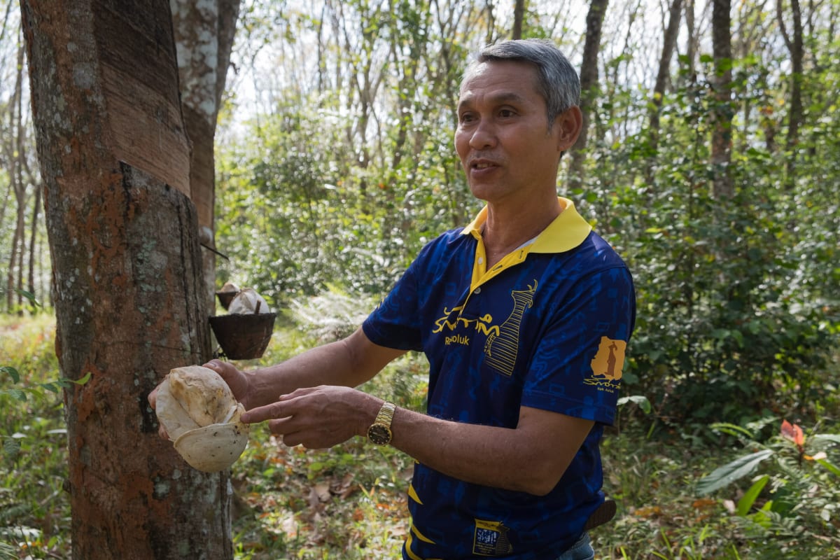Thailand's Rubber Farmers Get Help Meeting Green Standards - Image 4