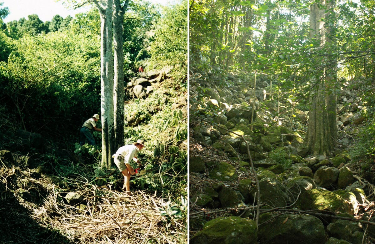 Banker Quits to Plant Millions of Trees in Australian Rainforest - Image 5
