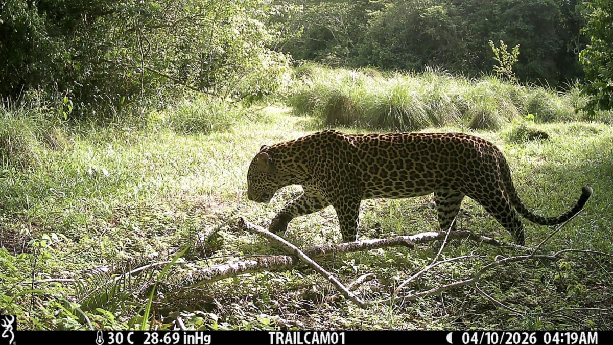 West Africa Plants Wildlife Corridor to Reconnect Forests