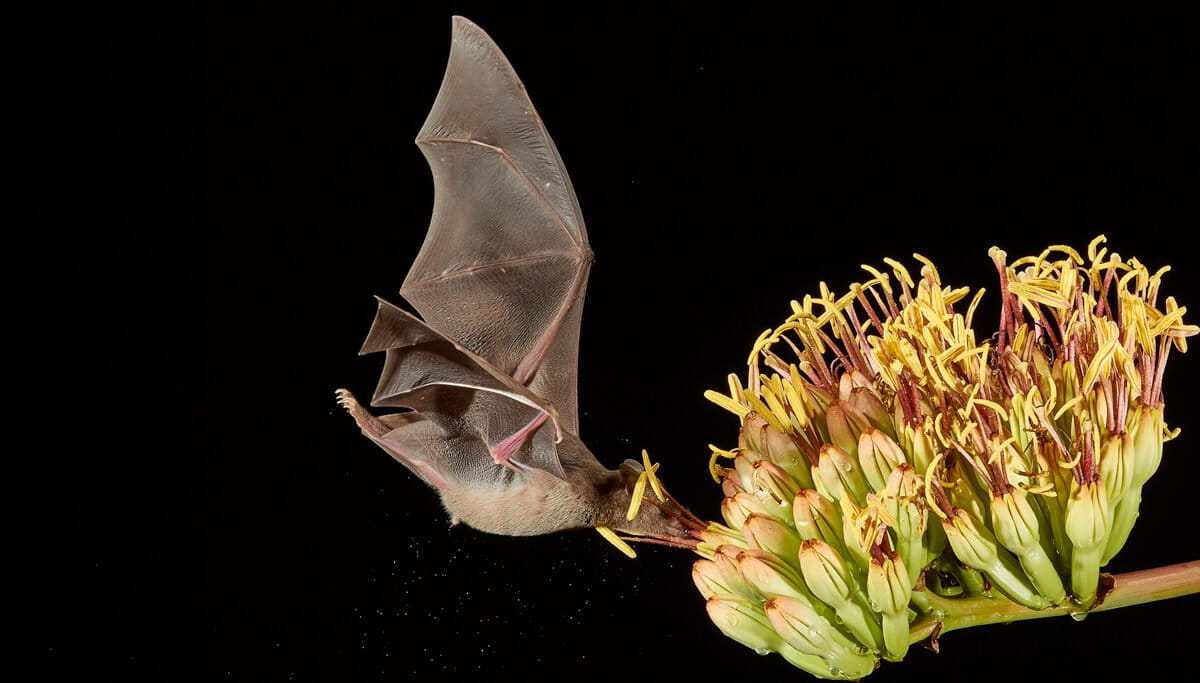 Tequila-Making Bats Get Sweet Deal in Mexico's Agave Boom - Image 2