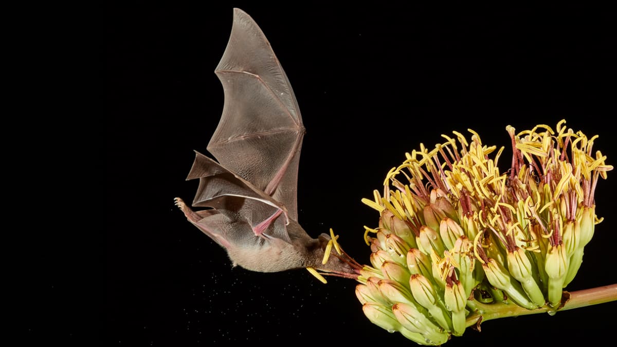 Mexican long-tongued bat extending its long tongue into white agave flower bloom at night