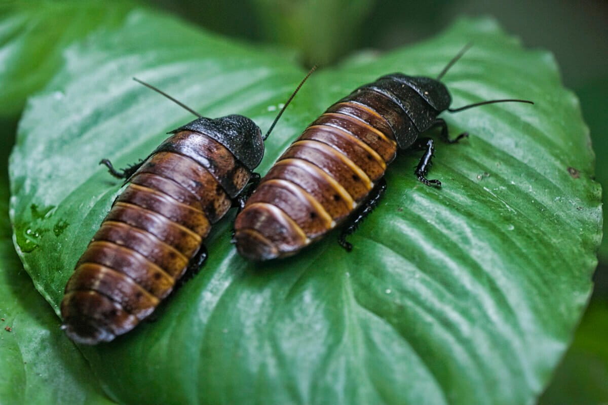 Australia Stops 100,000 Exotic Roaches From Harming Wildlife - Image 2