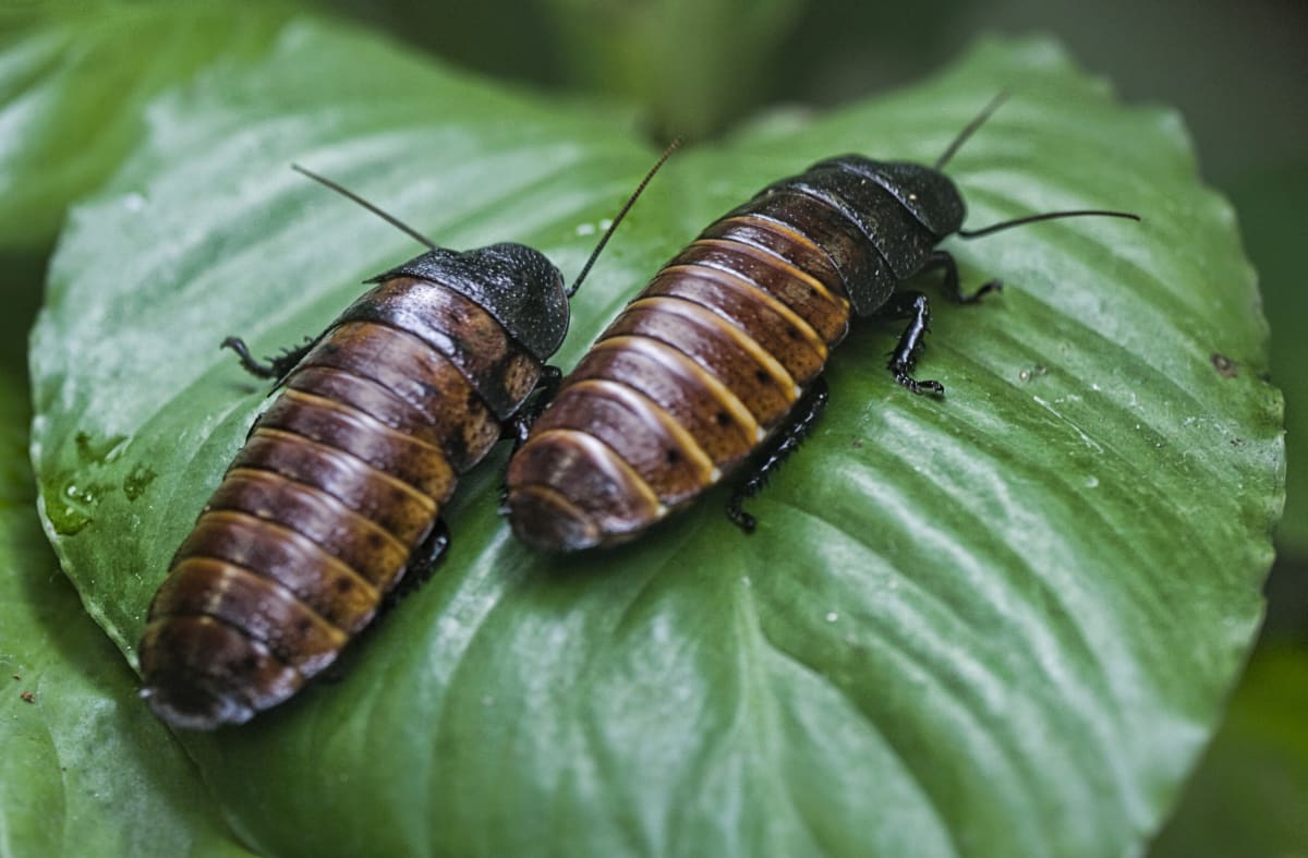 Australia Stops 100,000 Exotic Roaches From Harming Wildlife