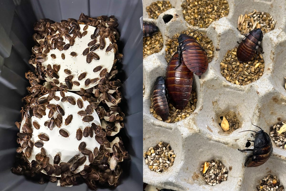 Australia Stops 100,000 Exotic Roaches From Harming Wildlife - Image 4