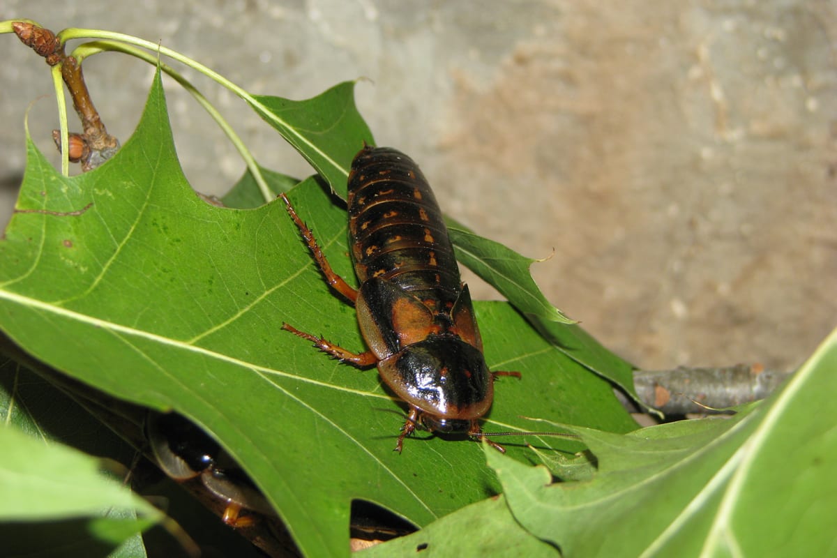 Australia Stops 100,000 Exotic Roaches From Harming Wildlife - Image 5