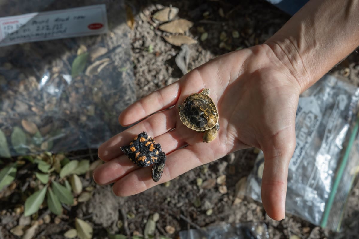 Researcher placing vanilla-scented fake egg in ground near Australian wetland to train foxes