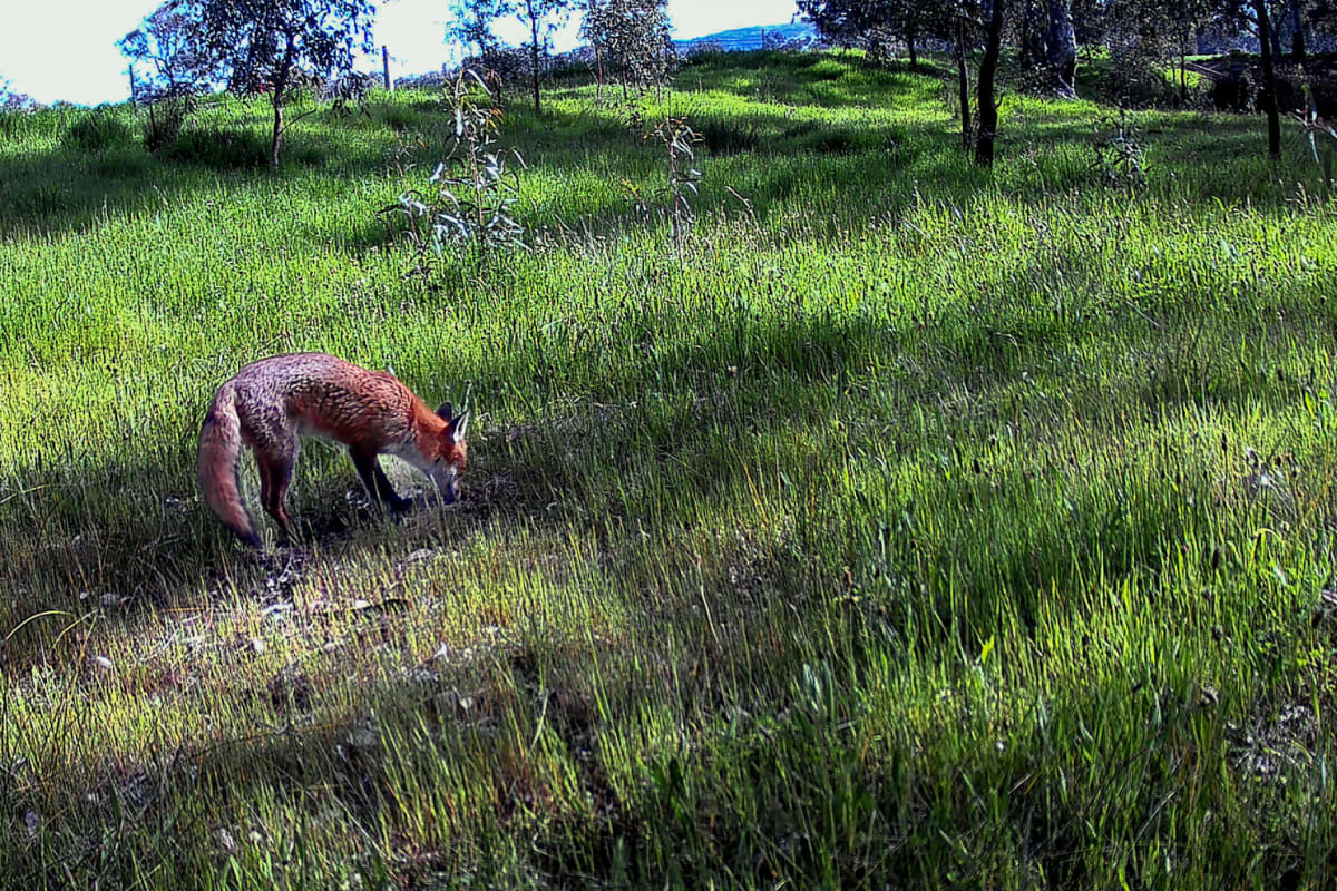 Australian Scientists Train Foxes to Avoid Turtle Nests - Image 3