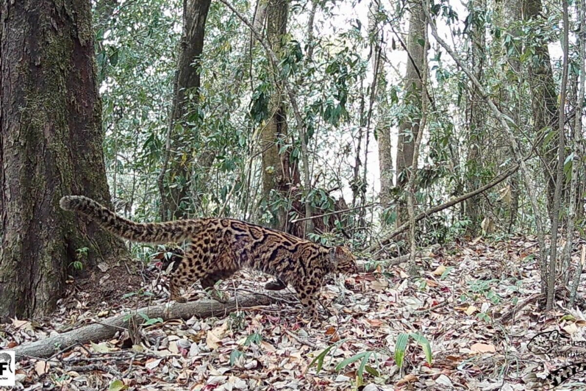 Villages in India Ban Hunting to Save Rare Marbled Cats - Image 2