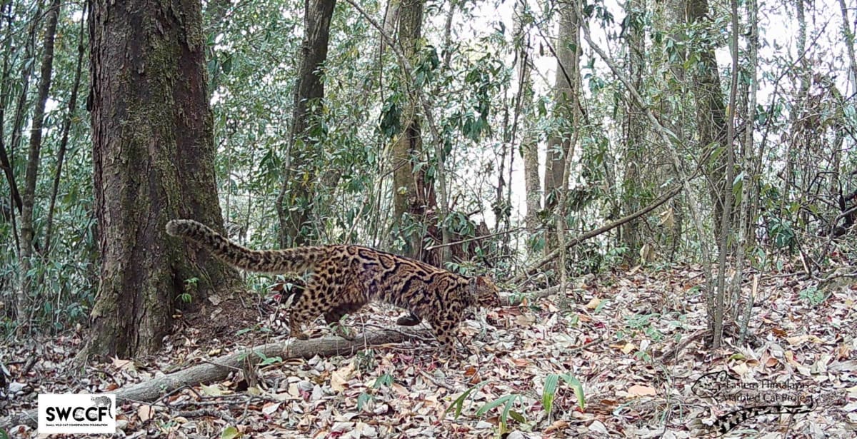 Villages in India Ban Hunting to Save Rare Marbled Cats