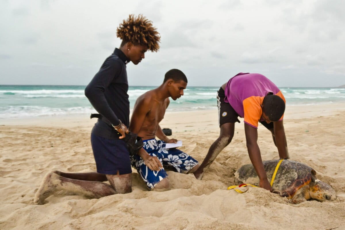 Former Turtle Hunters Now Protect Them in Cabo Verde - Image 2