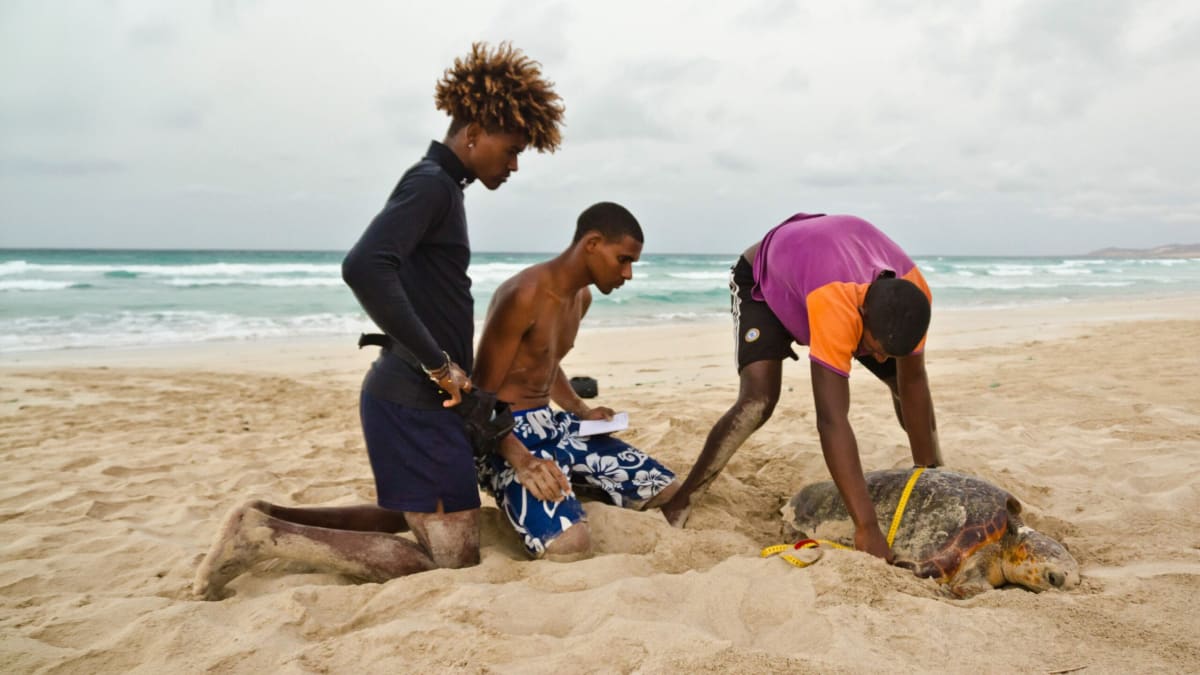 Conservation ranger measuring loggerhead sea turtle shell on Cabo Verde beach at night