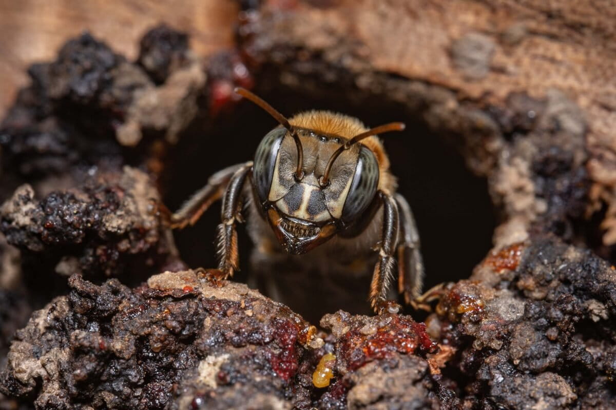 Peru Grants Stingless Bees World's First Insect Rights - Image 2
