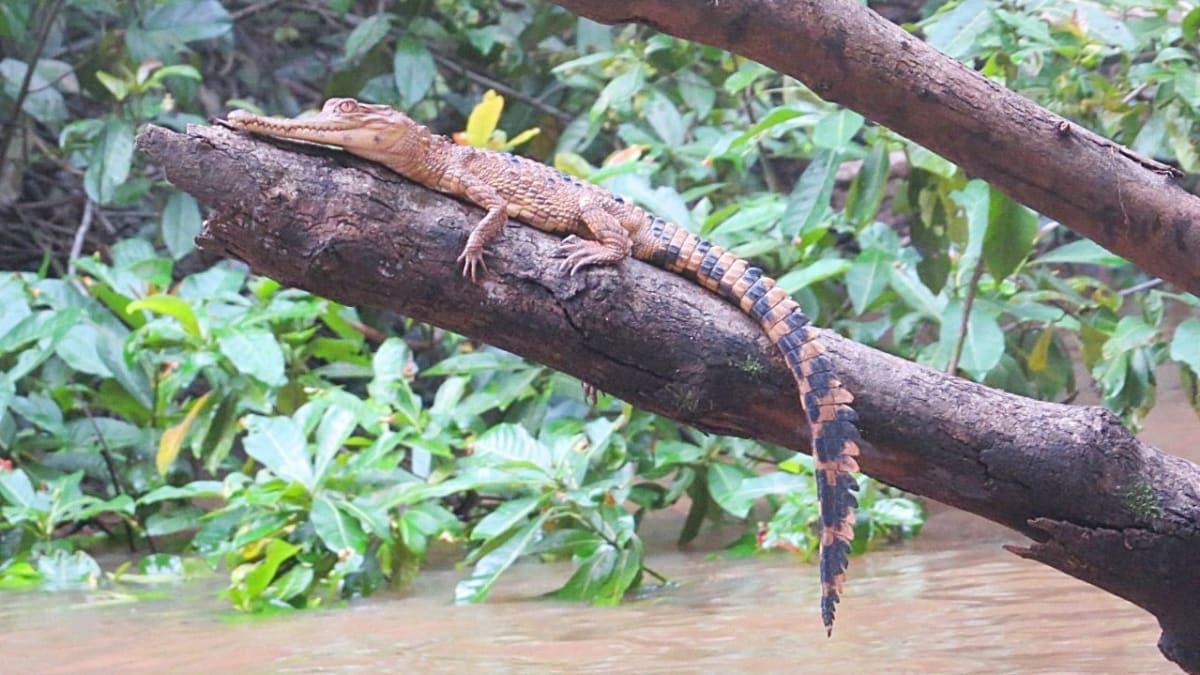 Scientist Protects Rare Tree-Climbing Crocodiles in Ivory Coast - Image 4