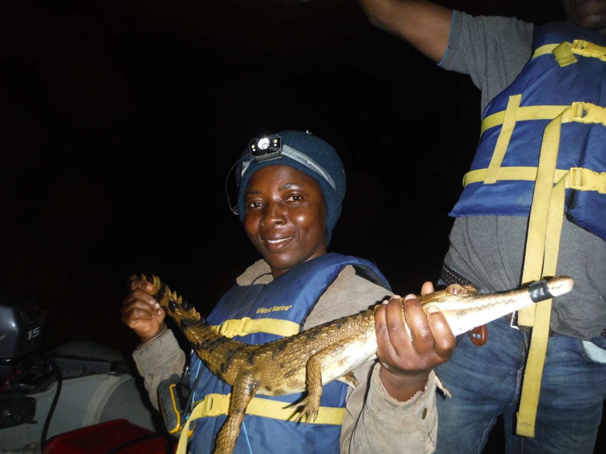 Scientist Protects Rare Tree-Climbing Crocodiles in Ivory Coast - Image 5