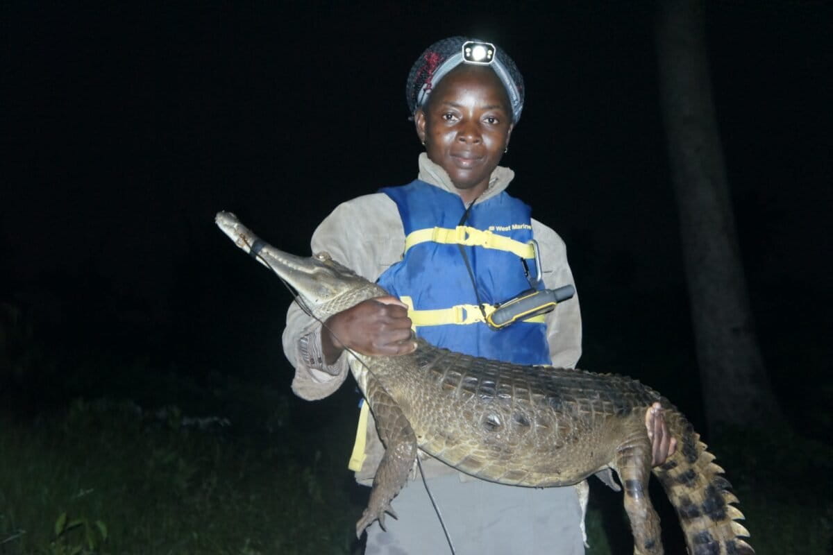 Scientist Protects Rare Tree-Climbing Crocodiles in Ivory Coast - Image 2