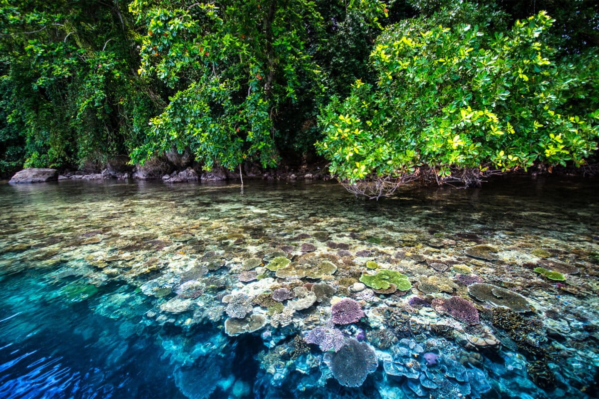 Dense green mangrove forest growing along tropical coastline with intricate root systems visible