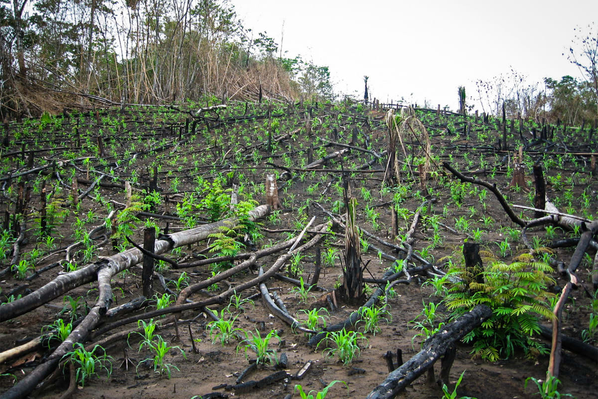 Mangrove Forests Bounce Back After Decades of Global Decline - Image 3