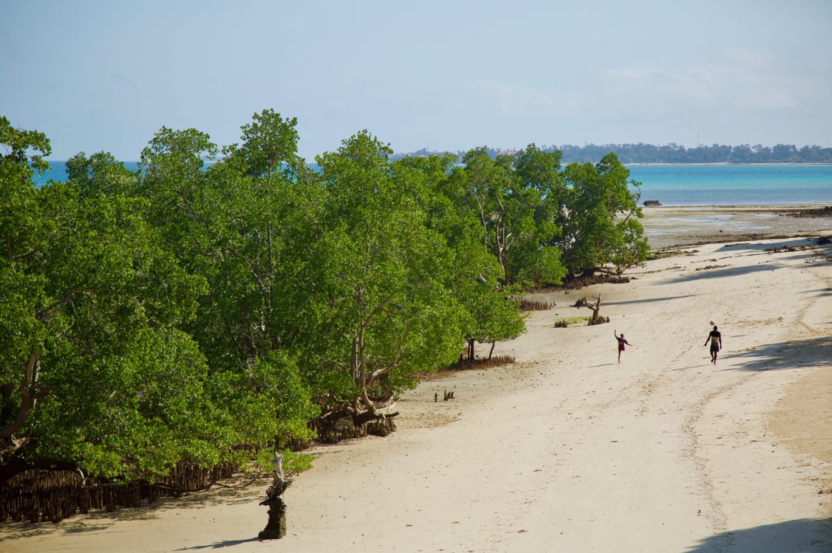 Mangrove Forests Bounce Back After Decades of Global Decline - Image 2