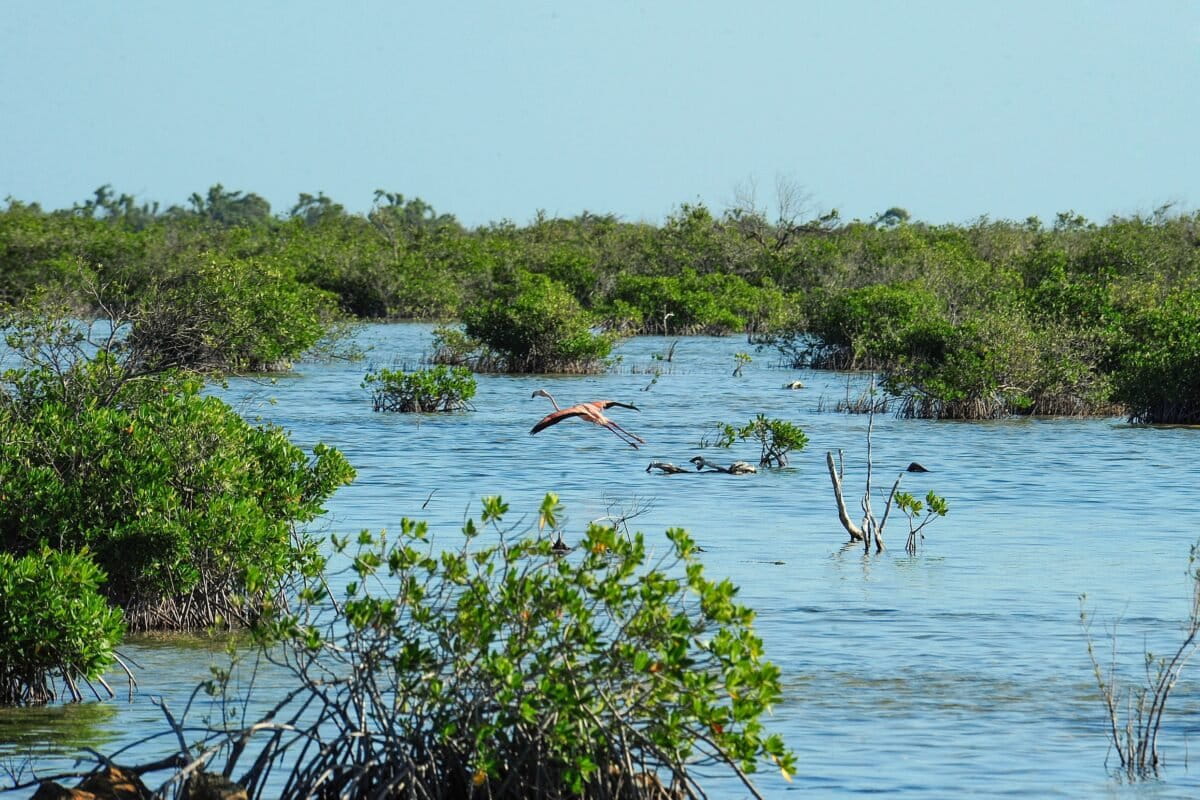 Mangrove Forests Bounce Back After Decades of Global Decline - Image 4