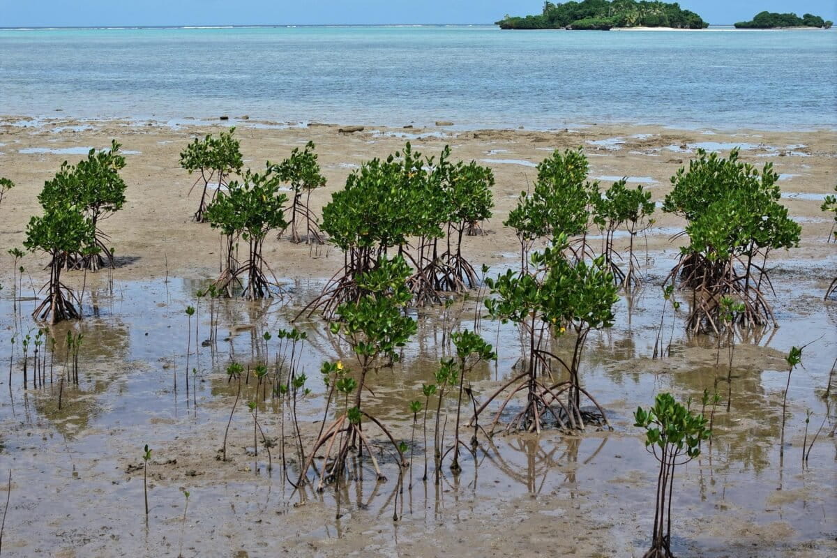 Mangrove Forests Bounce Back After Decades of Global Decline - Image 5