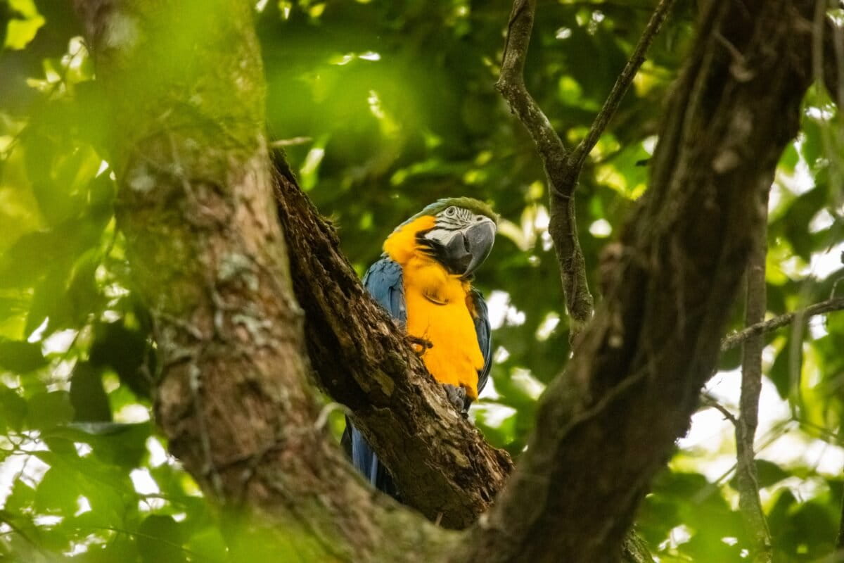 Rio Rewilding Brings Extinct Animals Back After 200 Years - Image 2