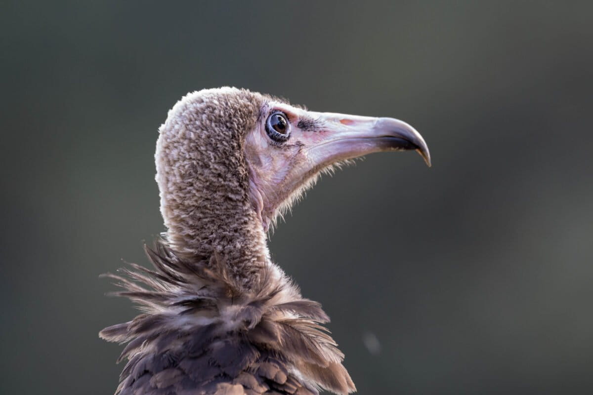 Nigerian Medicine Healers Switch to Plants, Saving Vultures - Image 2