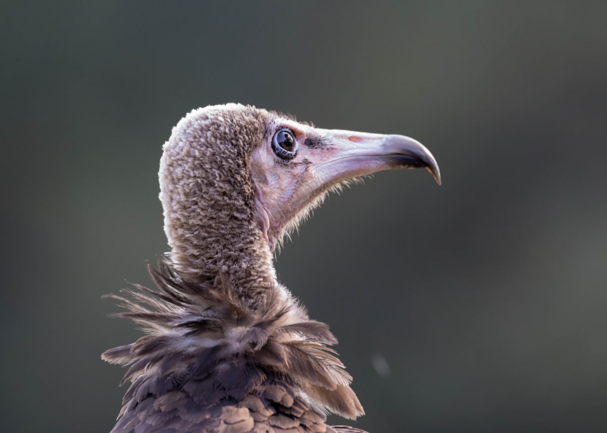 Hooded vulture perched, one of two remaining vulture species in Nigeria