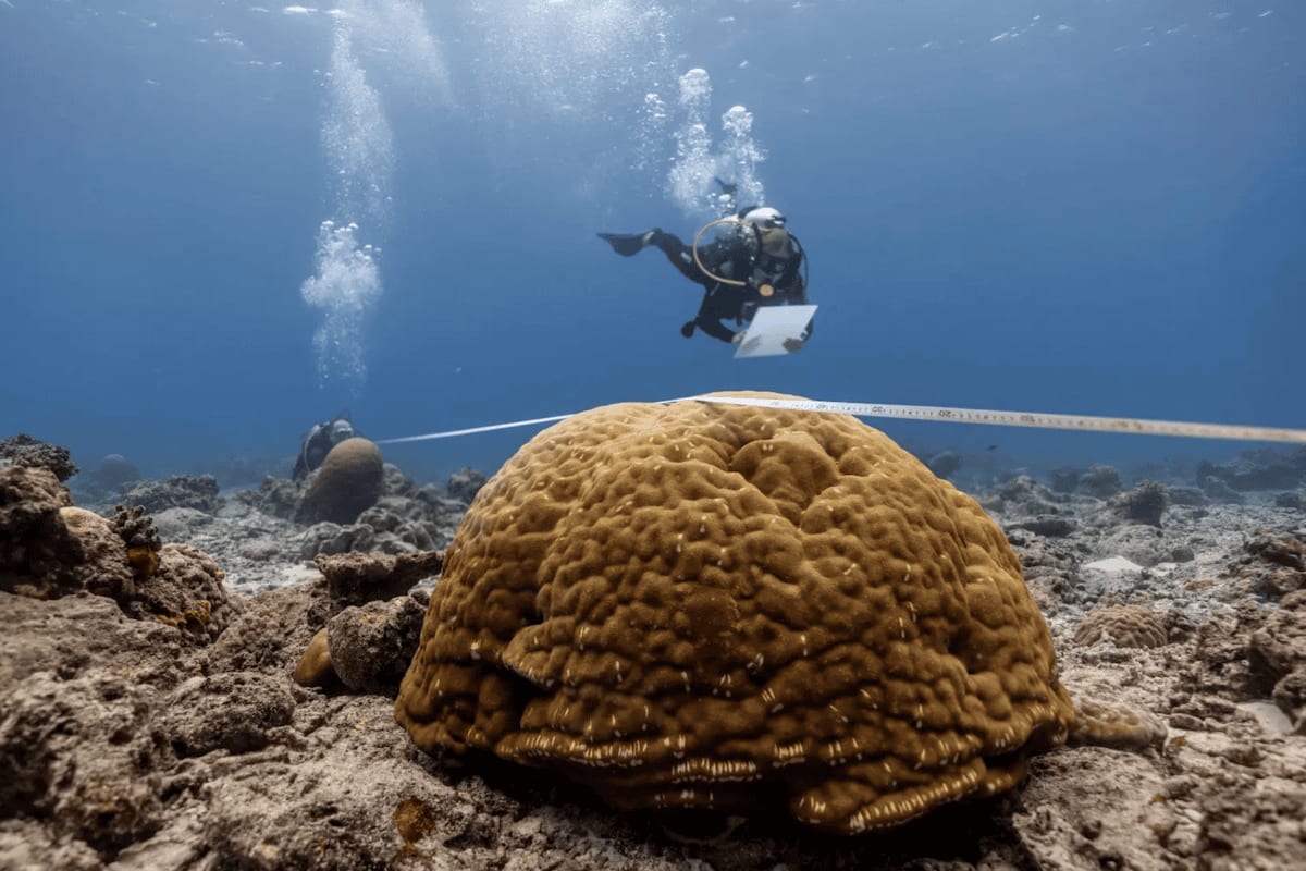 Healthy colorful coral reef ecosystem with diverse marine life swimming through tropical waters