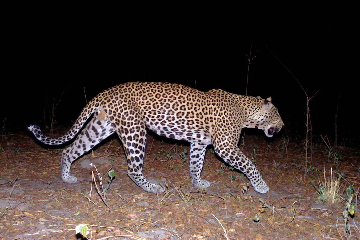West African Leopards Rebound in Benin National Park - Image 2