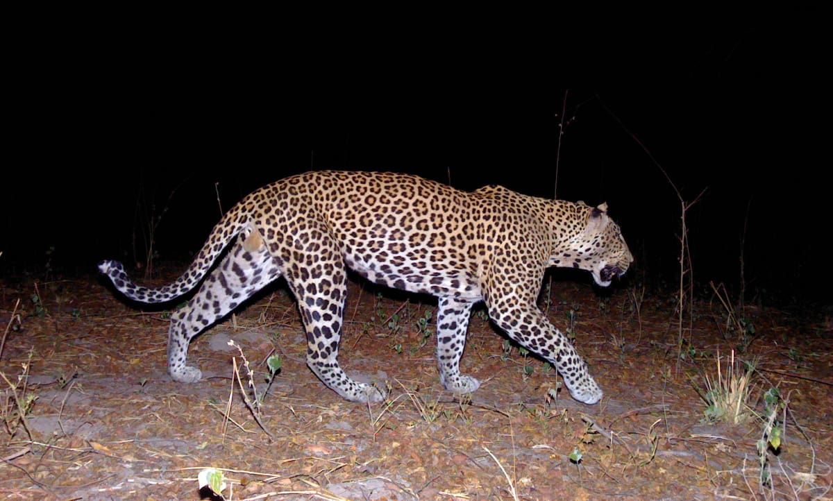 West African leopard in Benin's Pendjari National Park resting in natural habitat