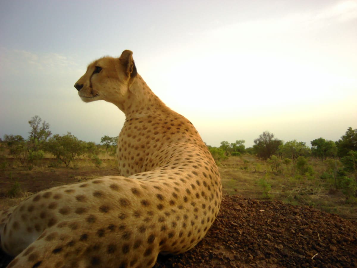 West African Leopards Rebound in Benin National Park - Image 5