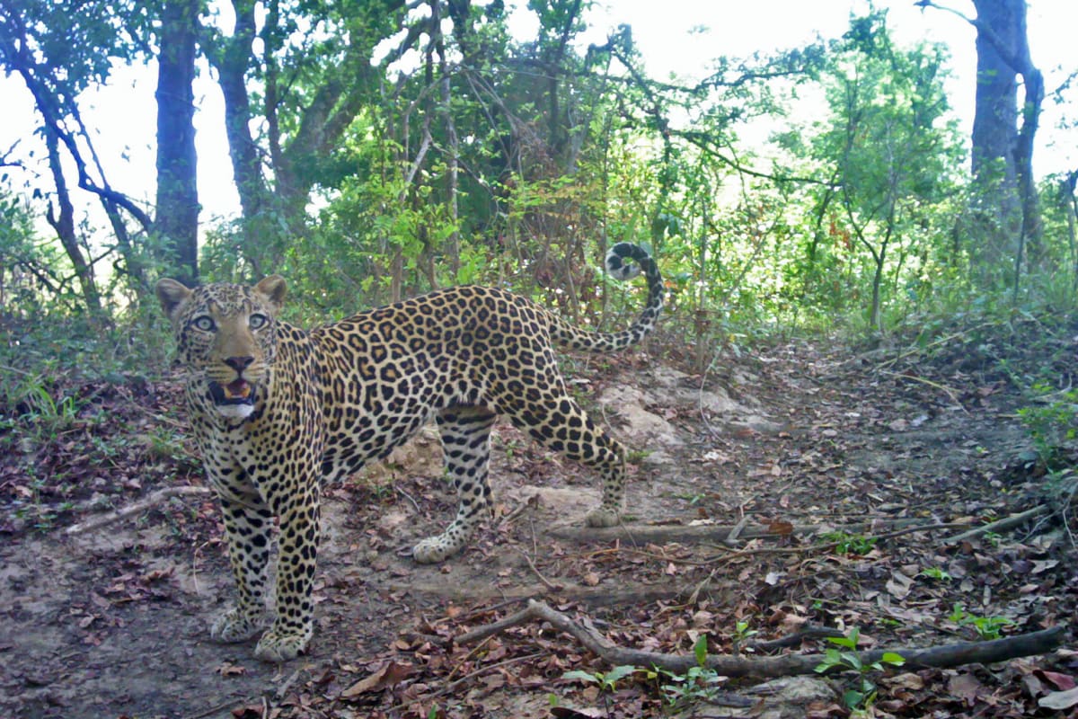 West African Leopards Rebound in Benin National Park - Image 4