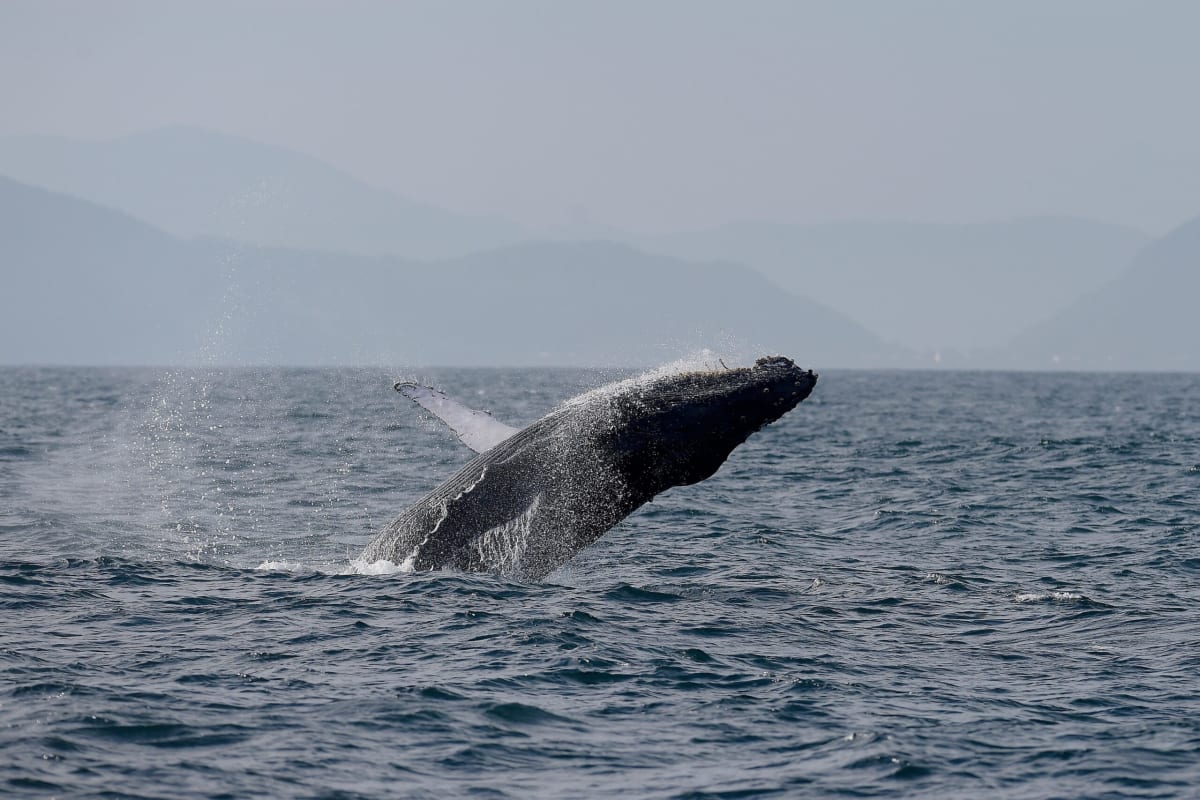 Humpback whale breaching above ocean surface off Rio de Janeiro coast Brazil
