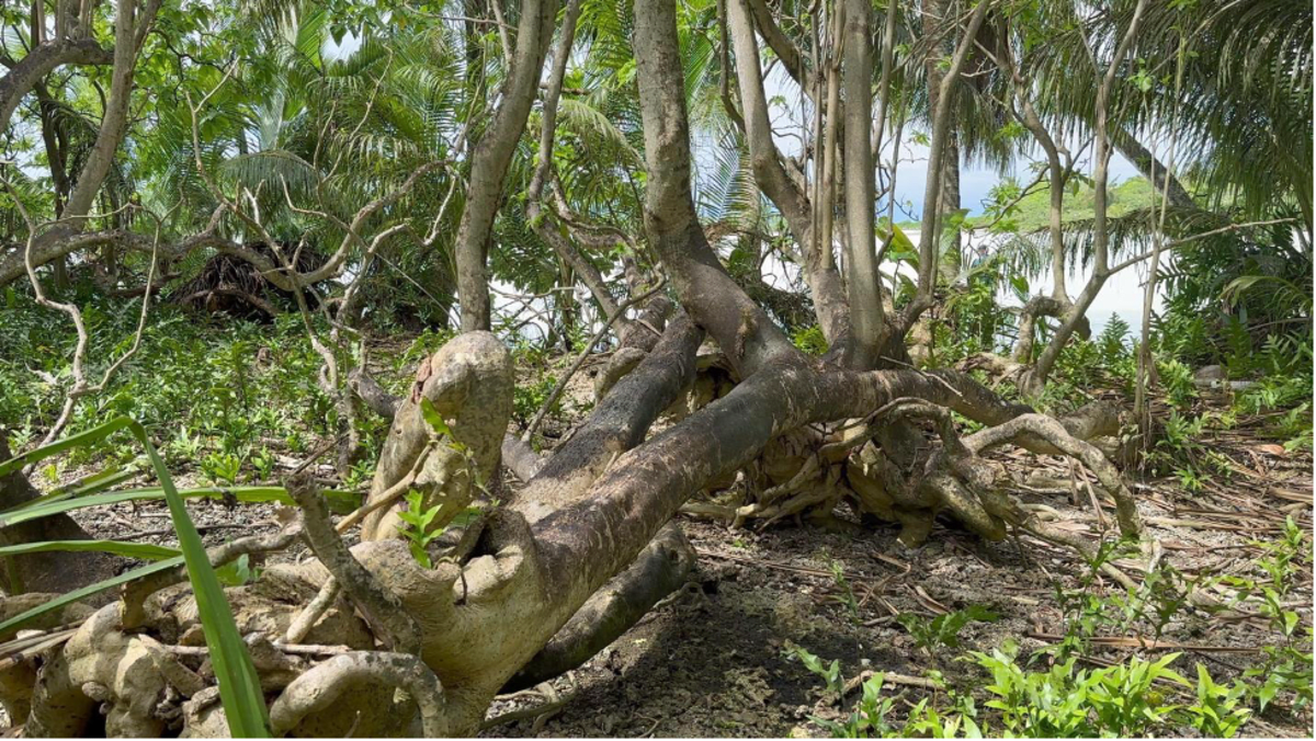 Rare Fungi Power Island Restoration in Remote Pacific