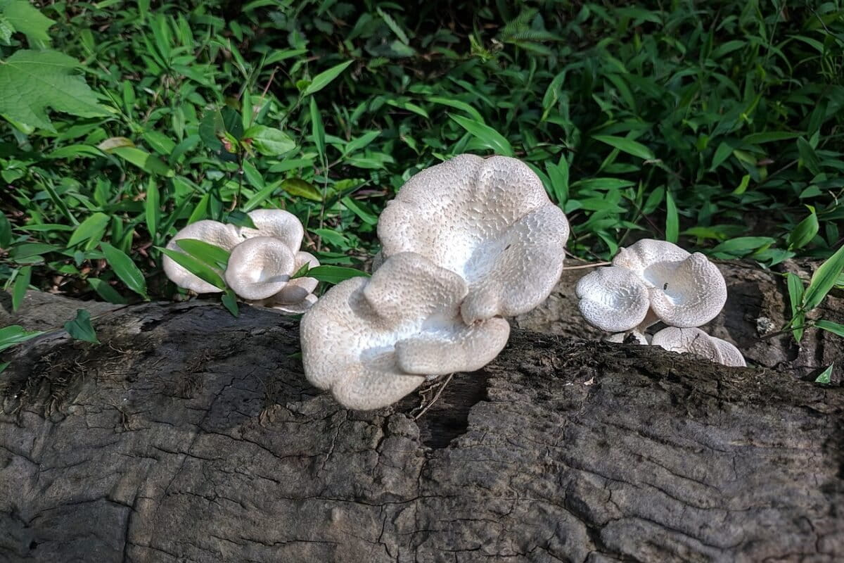 Nigerian Researchers Grow Wild Mushrooms From Sawdust - Image 2
