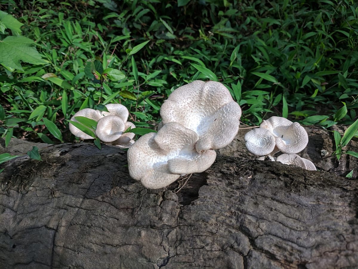 Brown Lentinus squarrosulus mushrooms growing on wood substrate in tropical forest setting