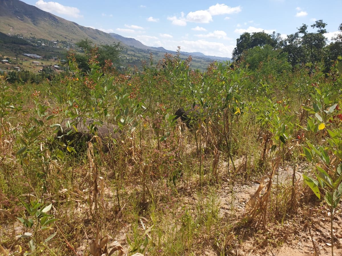 Malawi Farmers Turn Crisis Into Soil Revolution - Image 4