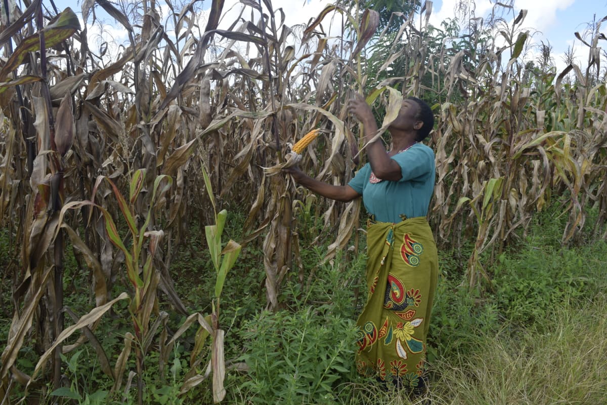 Malawi Farmers Turn Crisis Into Soil Revolution - Image 5
