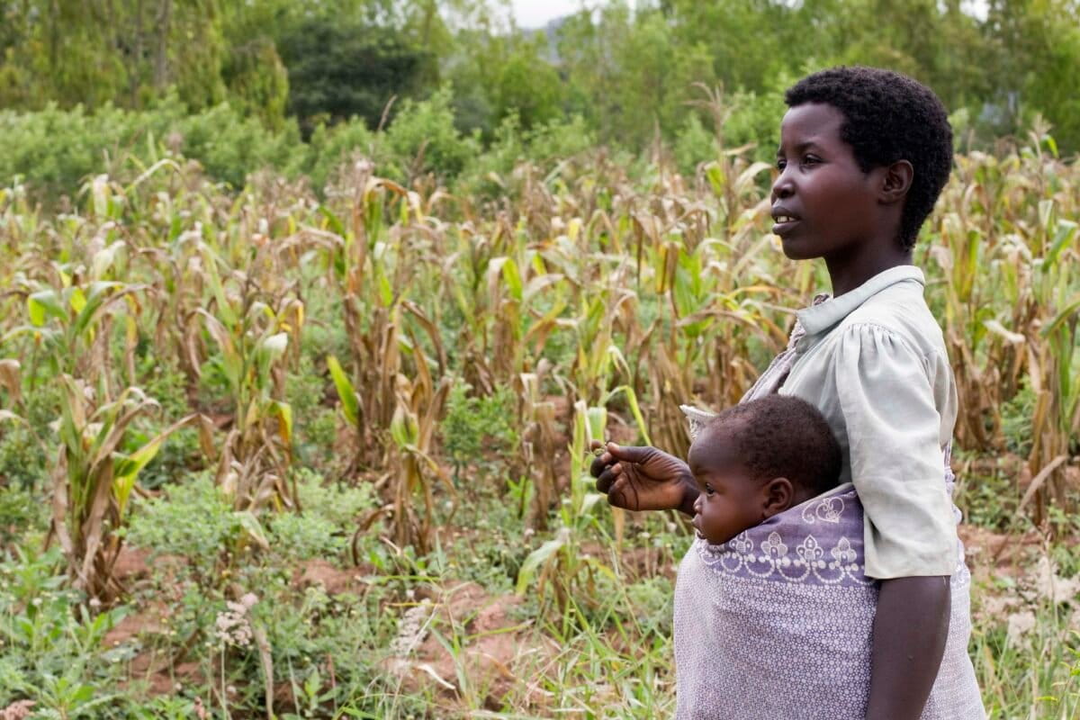 Malawi Farmers Turn Crisis Into Soil Revolution - Image 2